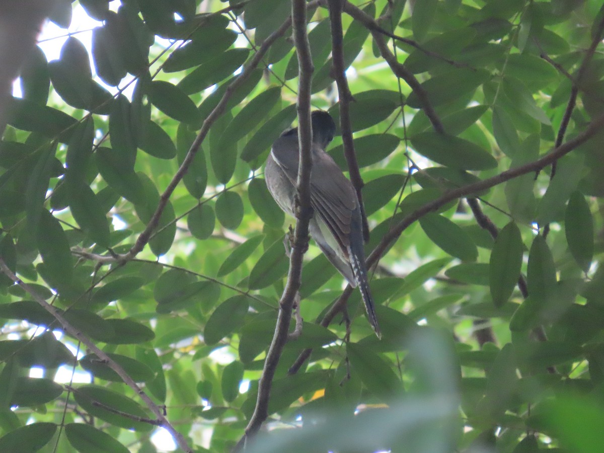 Gray-bellied Cuckoo - ML644149319