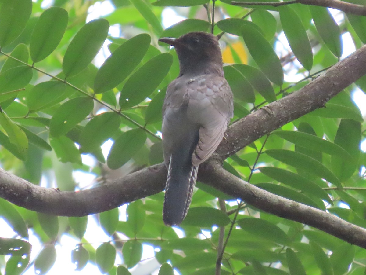 Gray-bellied Cuckoo - ML644149320