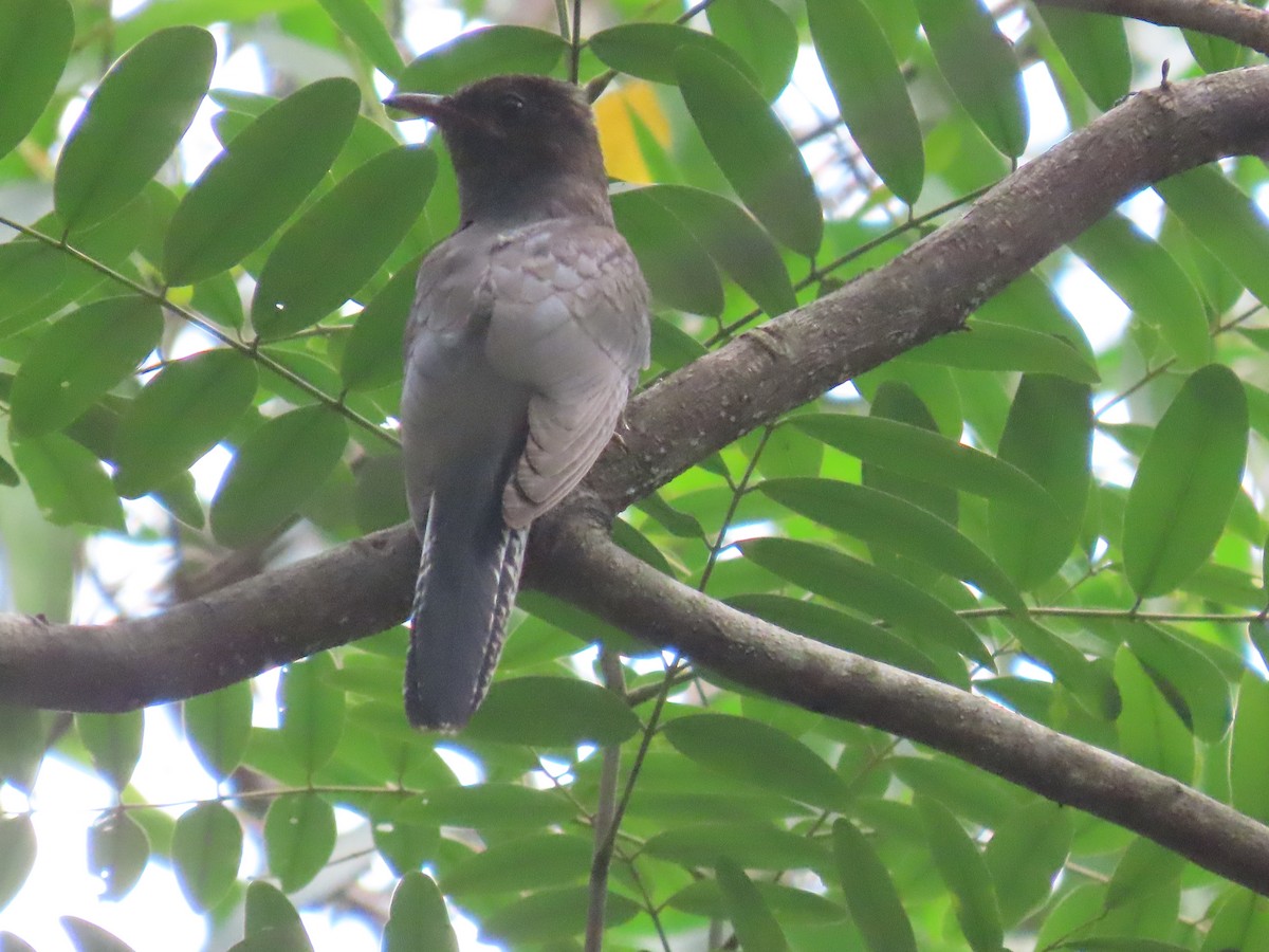 Gray-bellied Cuckoo - ML644149321