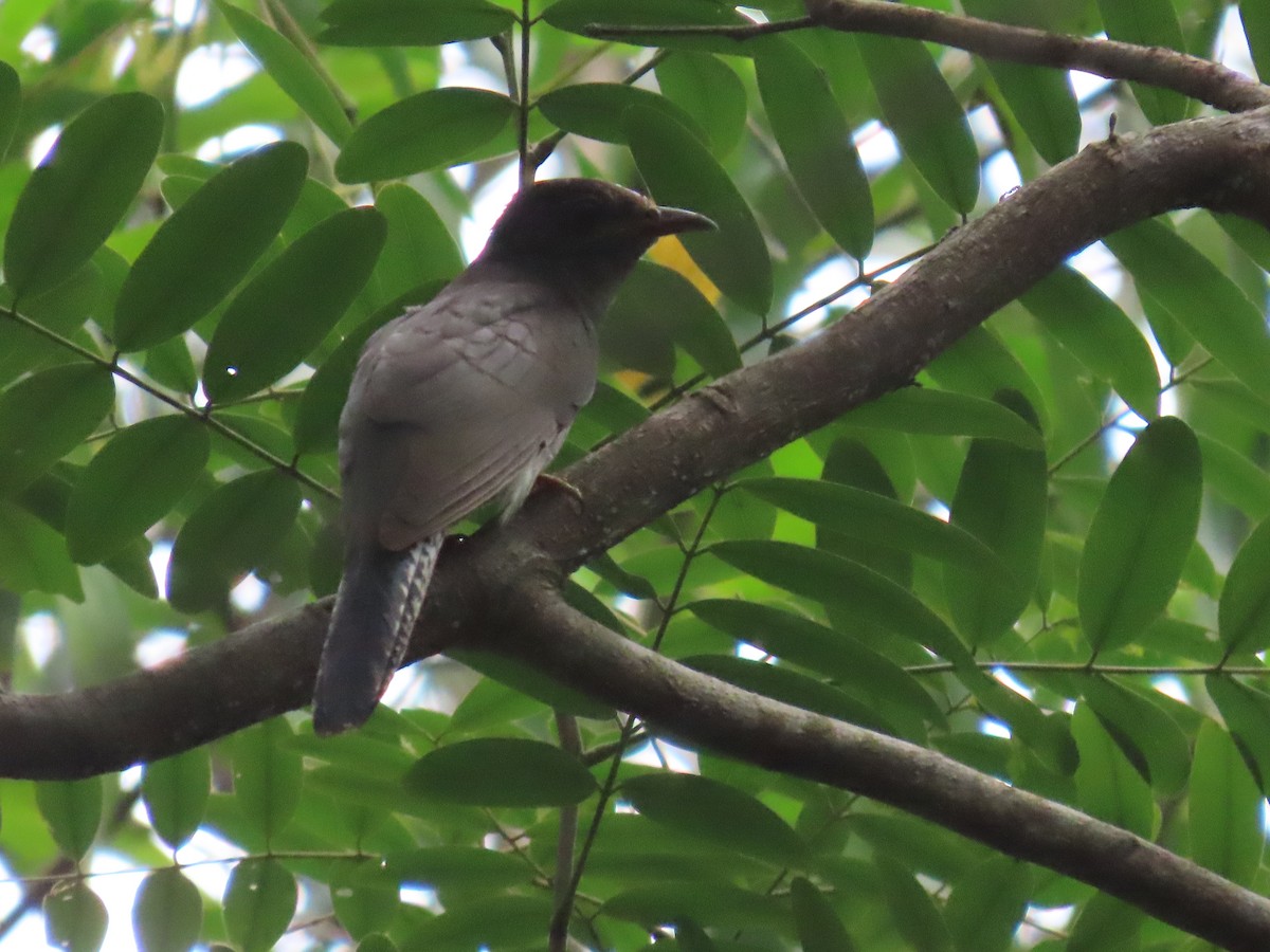 Gray-bellied Cuckoo - ML644149322