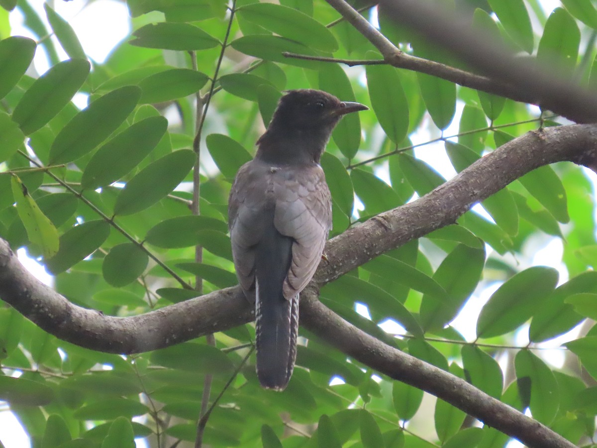 Gray-bellied Cuckoo - ML644149323