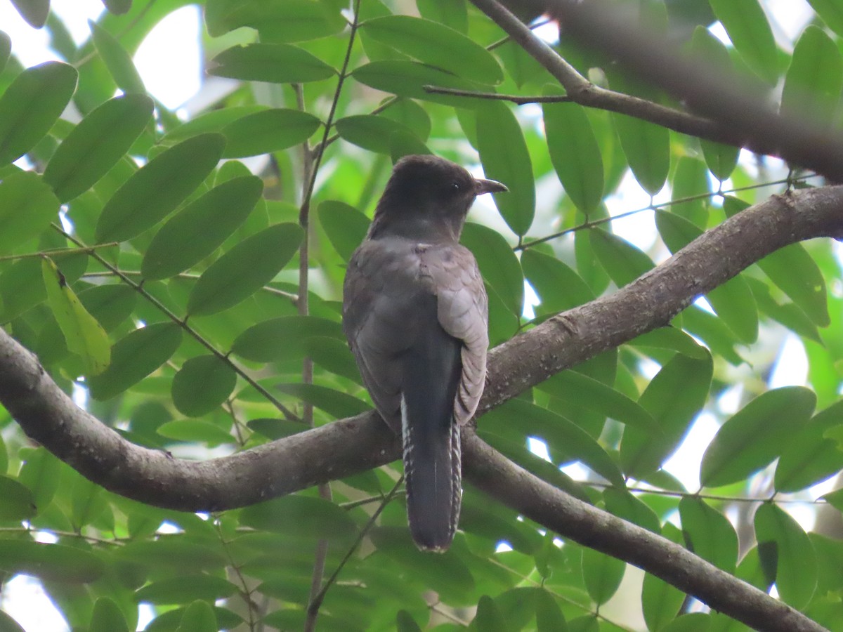 Gray-bellied Cuckoo - ML644149324