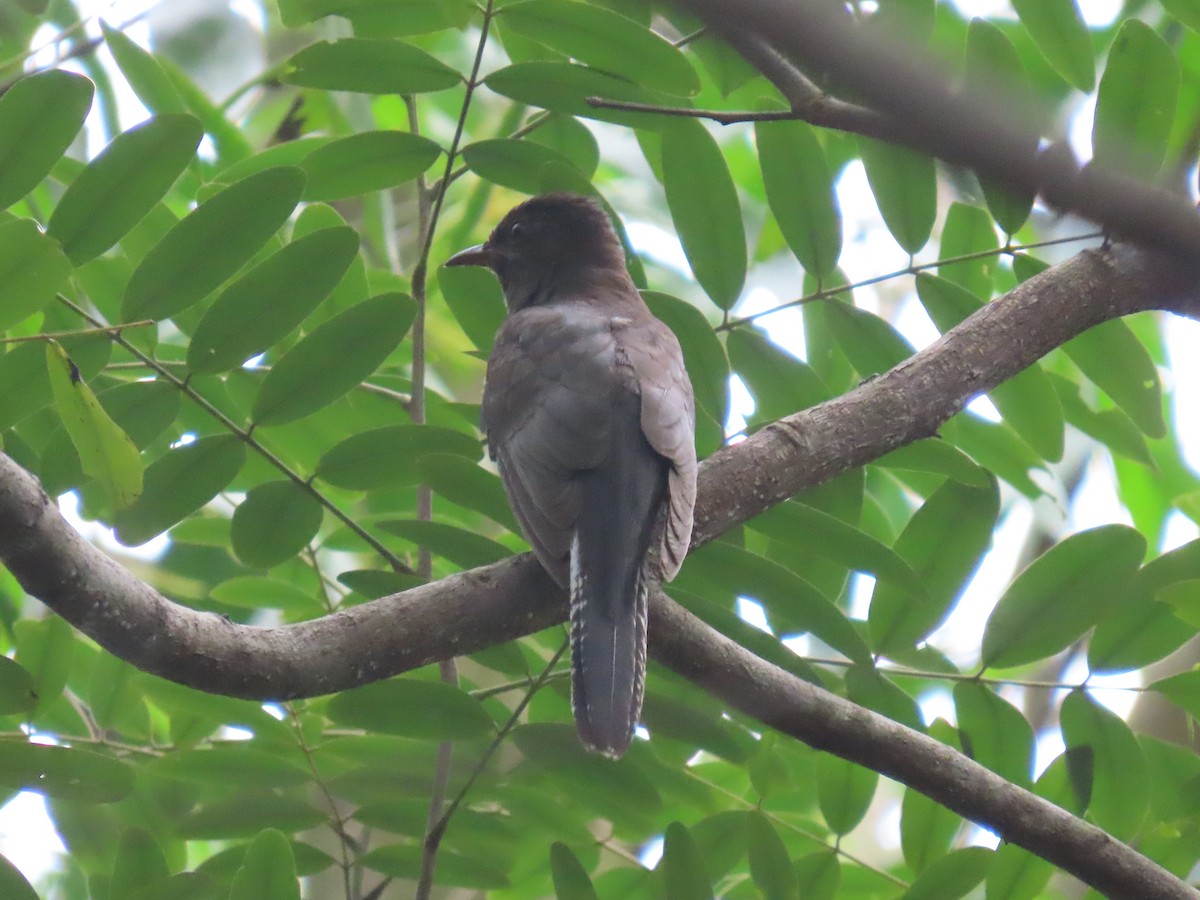 Gray-bellied Cuckoo - ML644149325