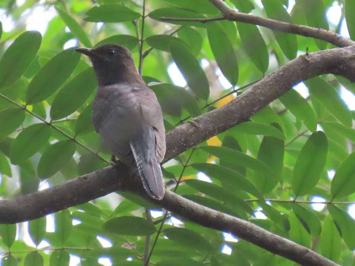 Gray-bellied Cuckoo - ML644149326