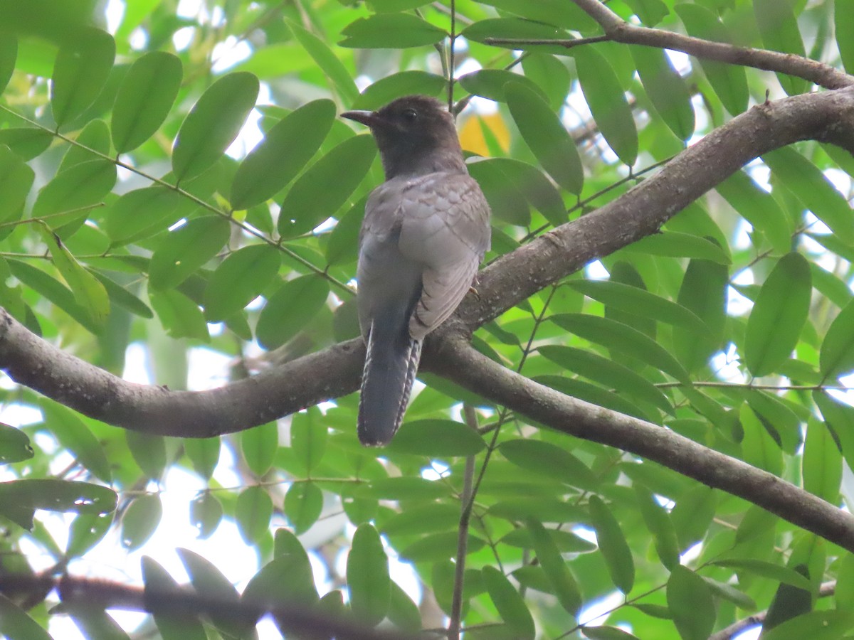 Gray-bellied Cuckoo - ML644149327
