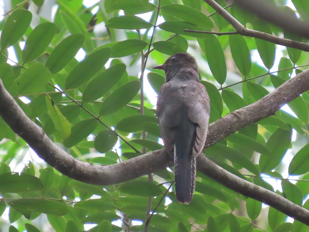 Gray-bellied Cuckoo - ML644149328