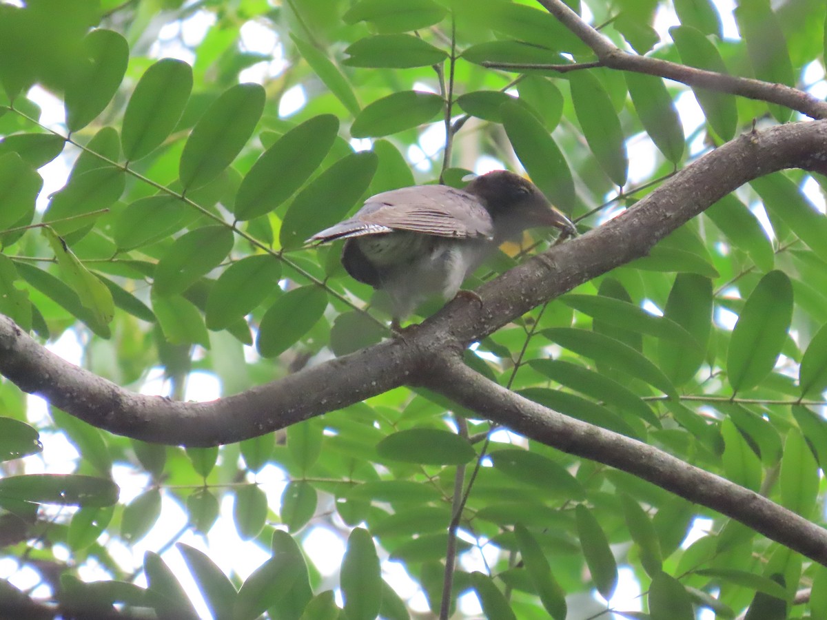 Gray-bellied Cuckoo - ML644149329