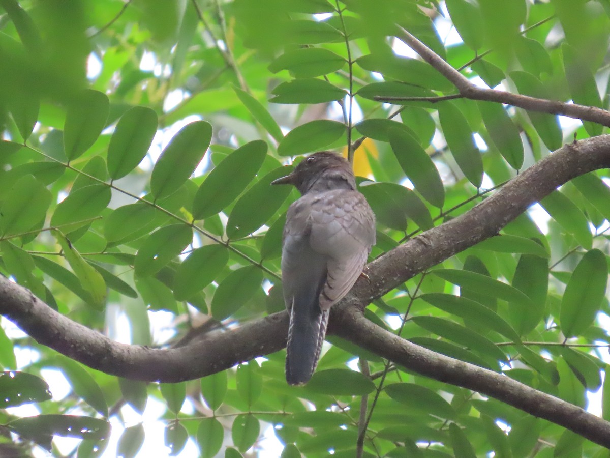 Gray-bellied Cuckoo - ML644149330
