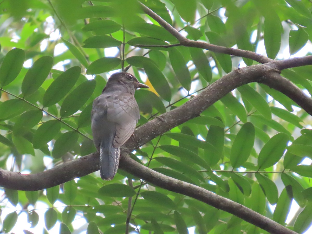 Gray-bellied Cuckoo - ML644149331