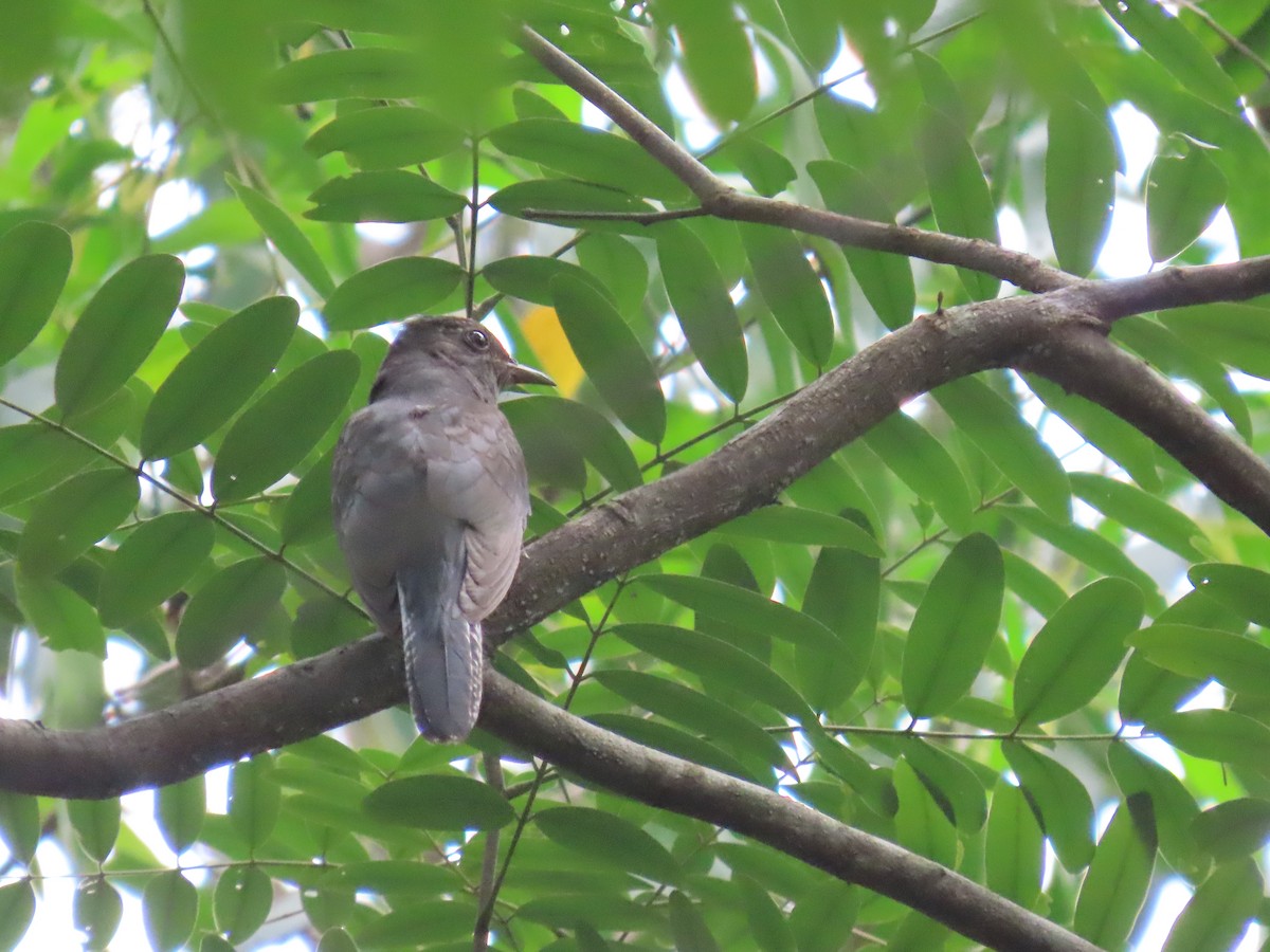 Gray-bellied Cuckoo - ML644149332