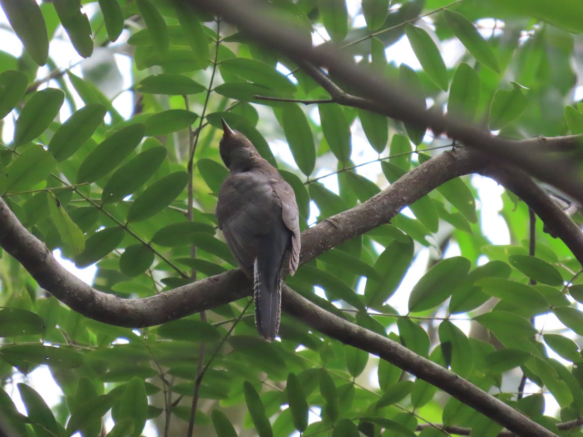 Gray-bellied Cuckoo - ML644149333