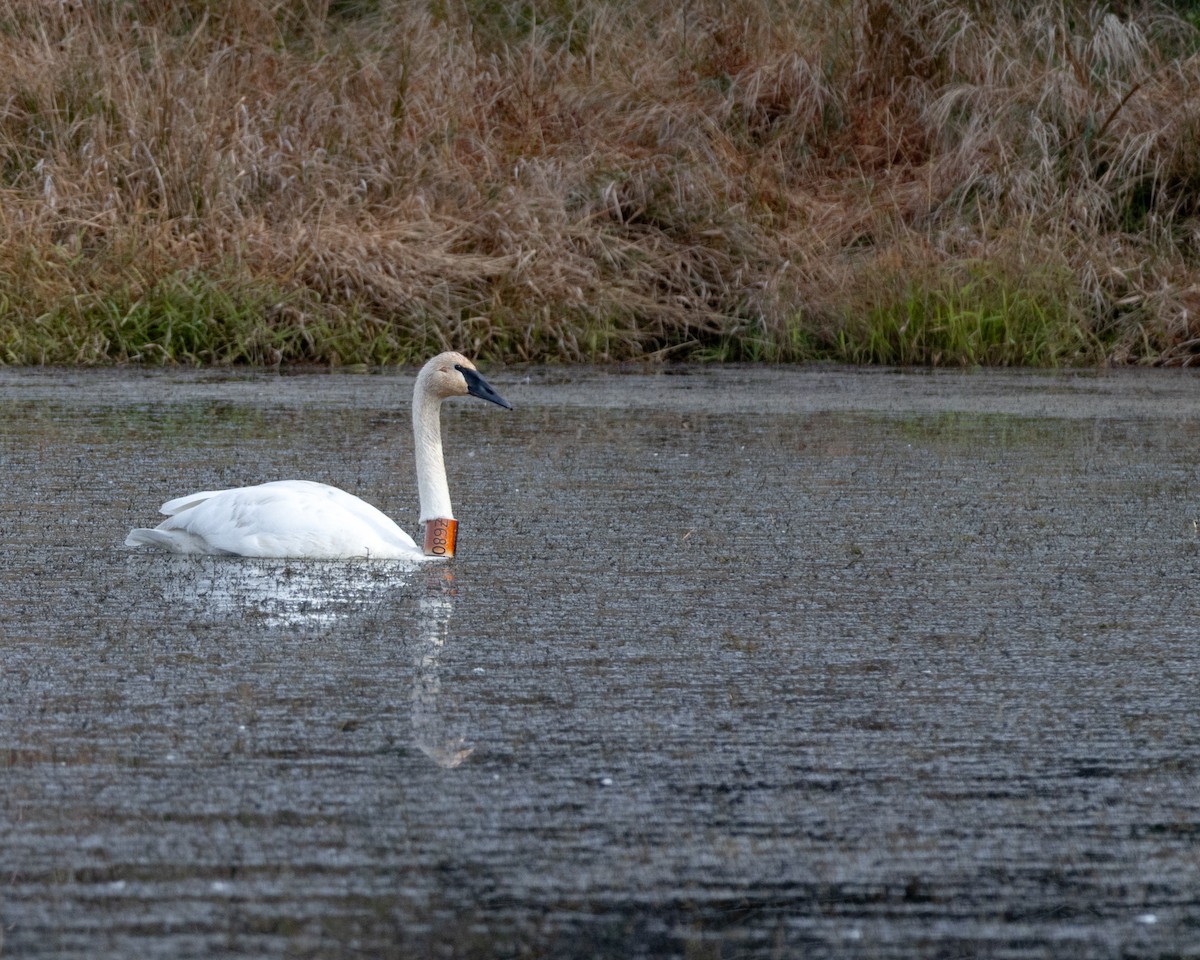 Trumpeter Swan - ML644149336
