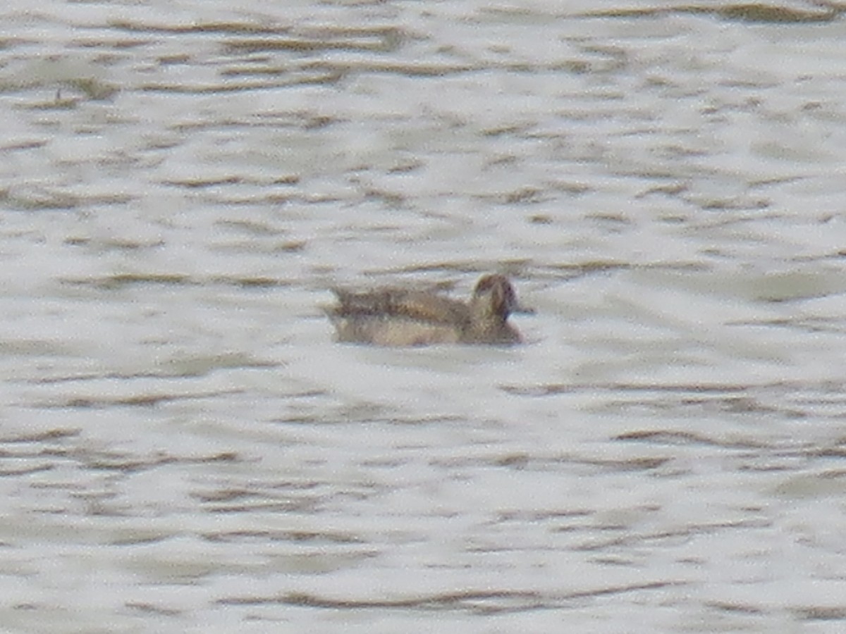 teal sp. - ML644149338