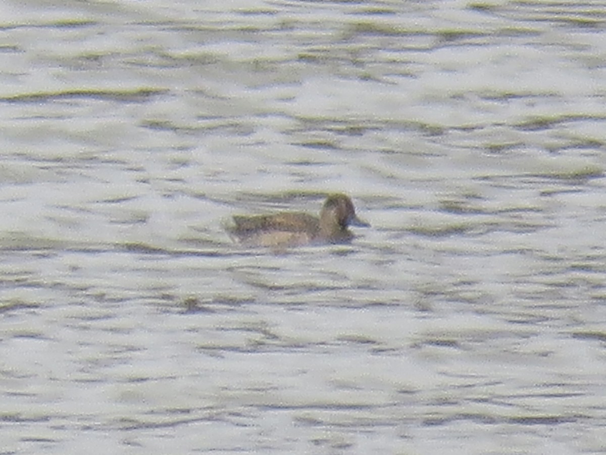 teal sp. - ML644149339