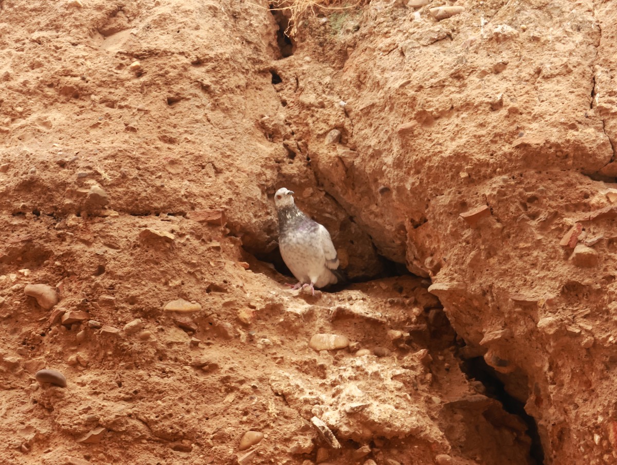 Rock Pigeon (Feral Pigeon) - ML644149350