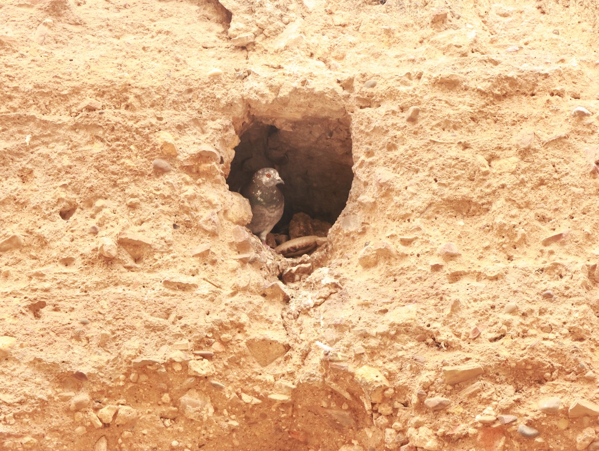 Rock Pigeon (Feral Pigeon) - ML644149353