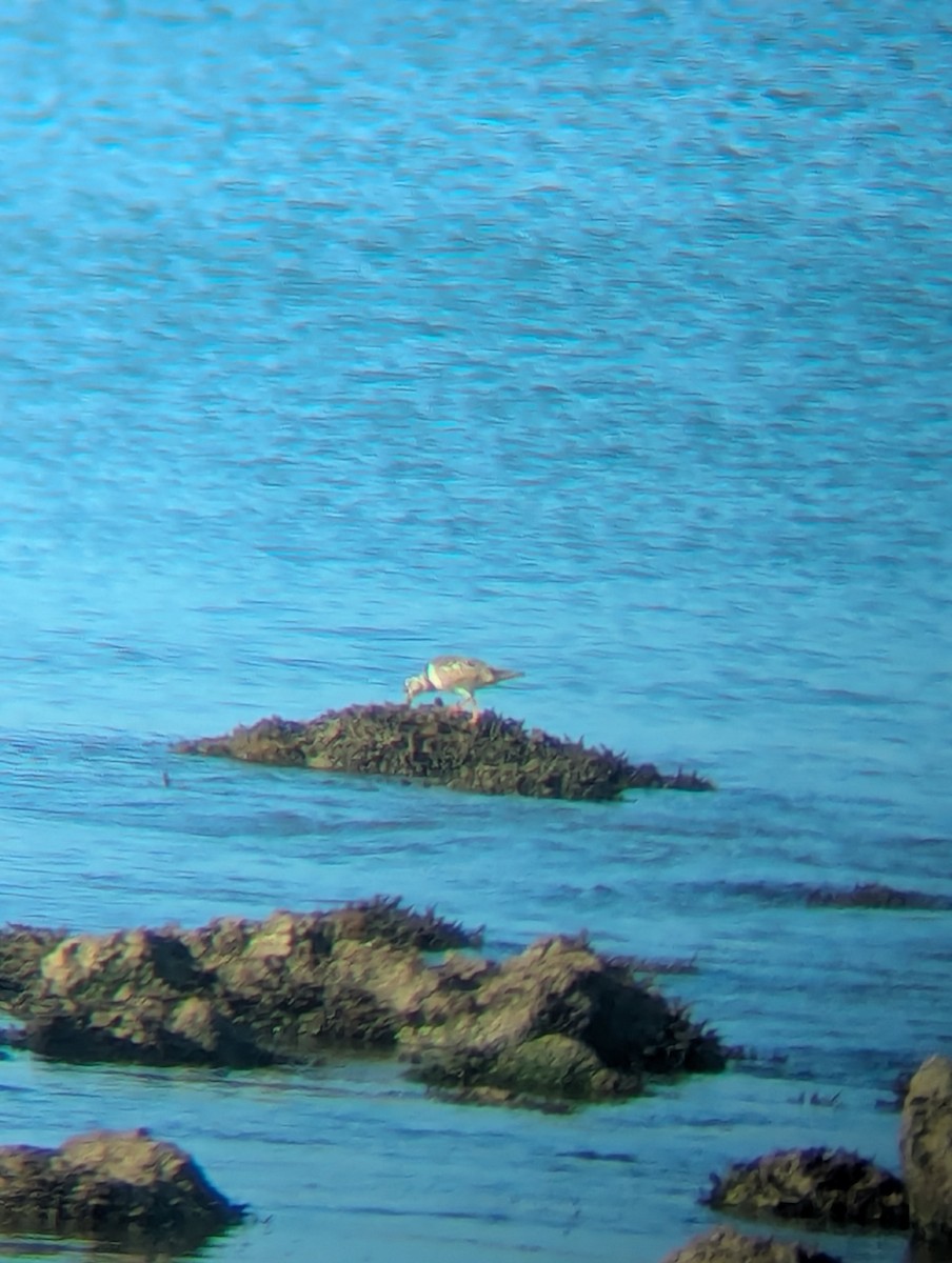 Ruddy Turnstone - ML644149354