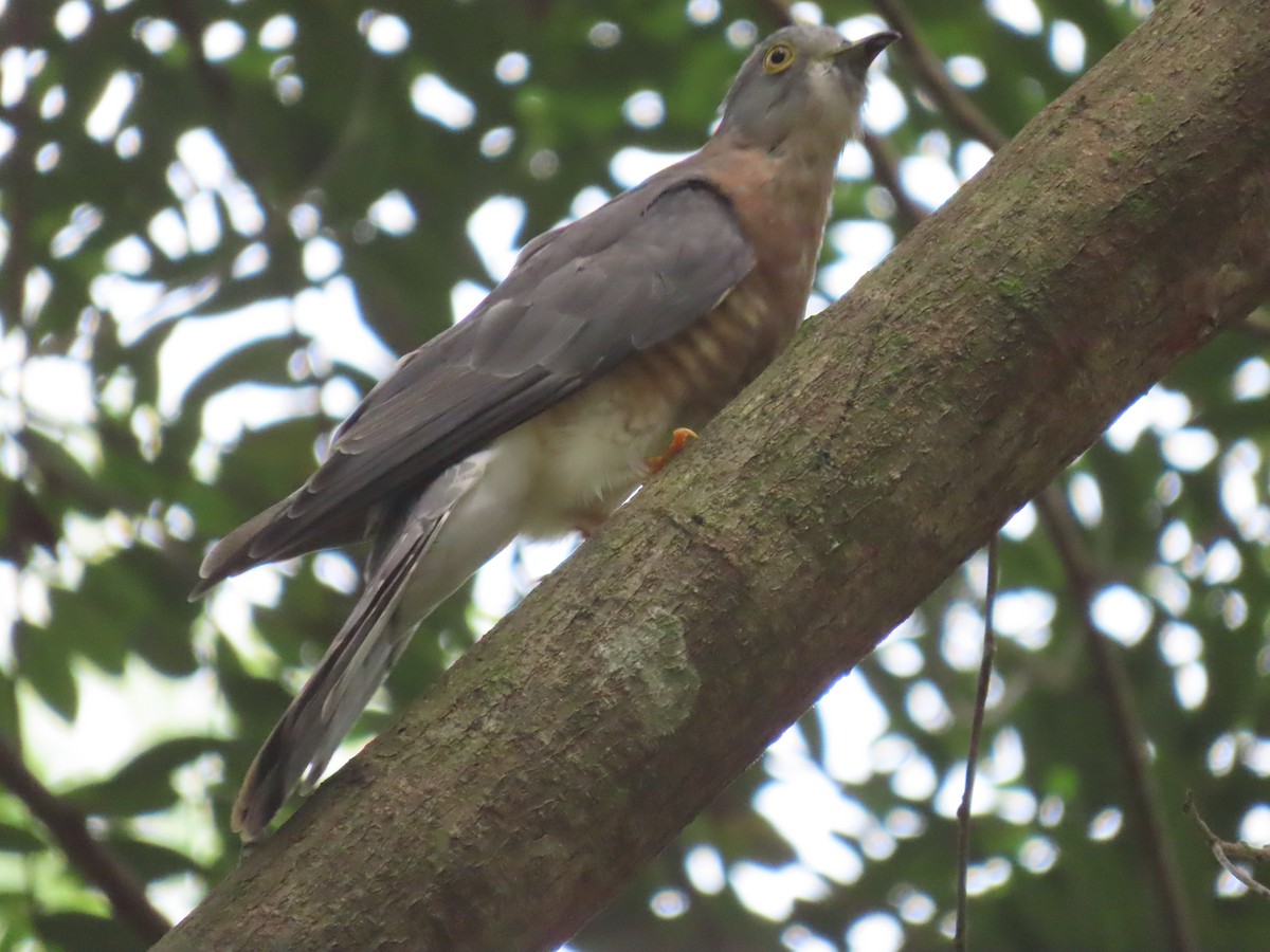 ハイタカジュウイチ - ML644149365