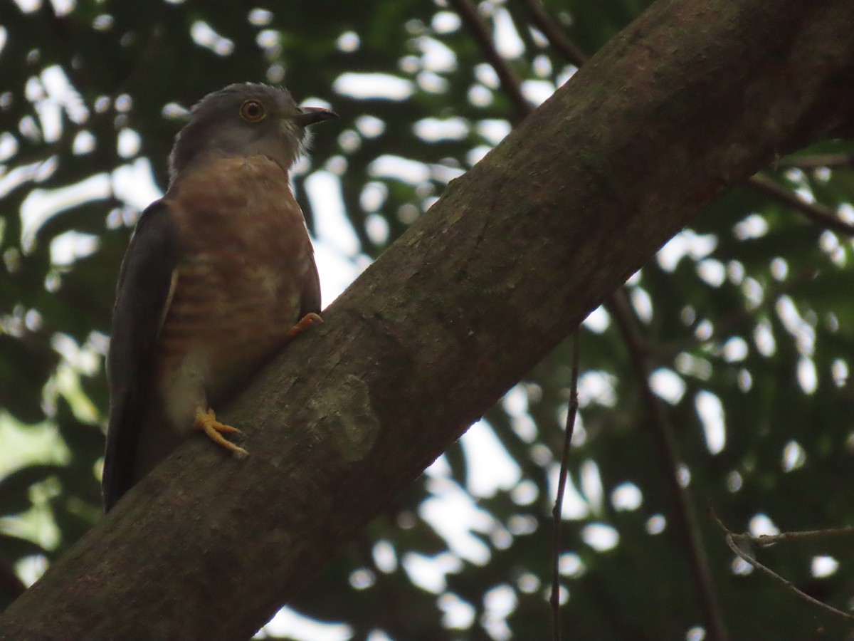 ハイタカジュウイチ - ML644149366