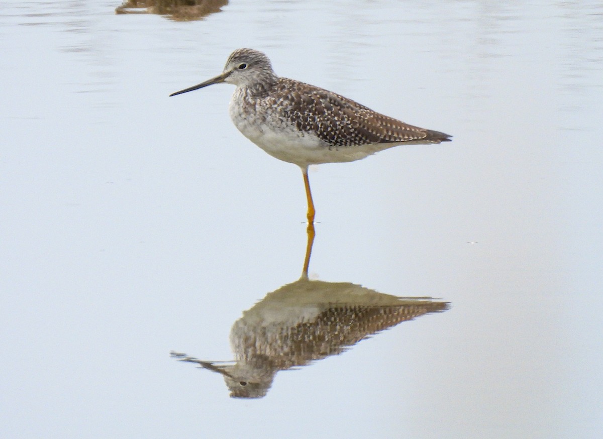 Greater Yellowlegs - ML644149370