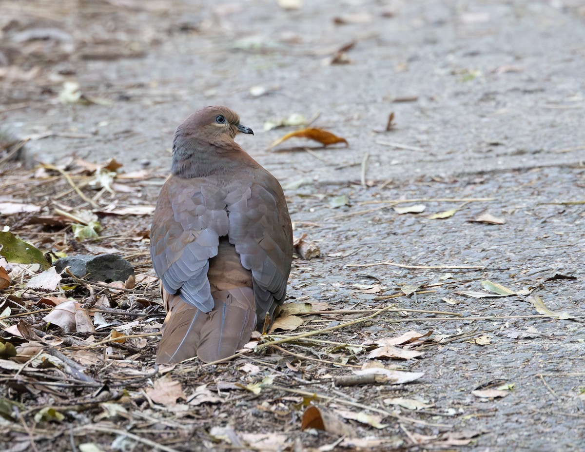 Maronentaube - ML644149373