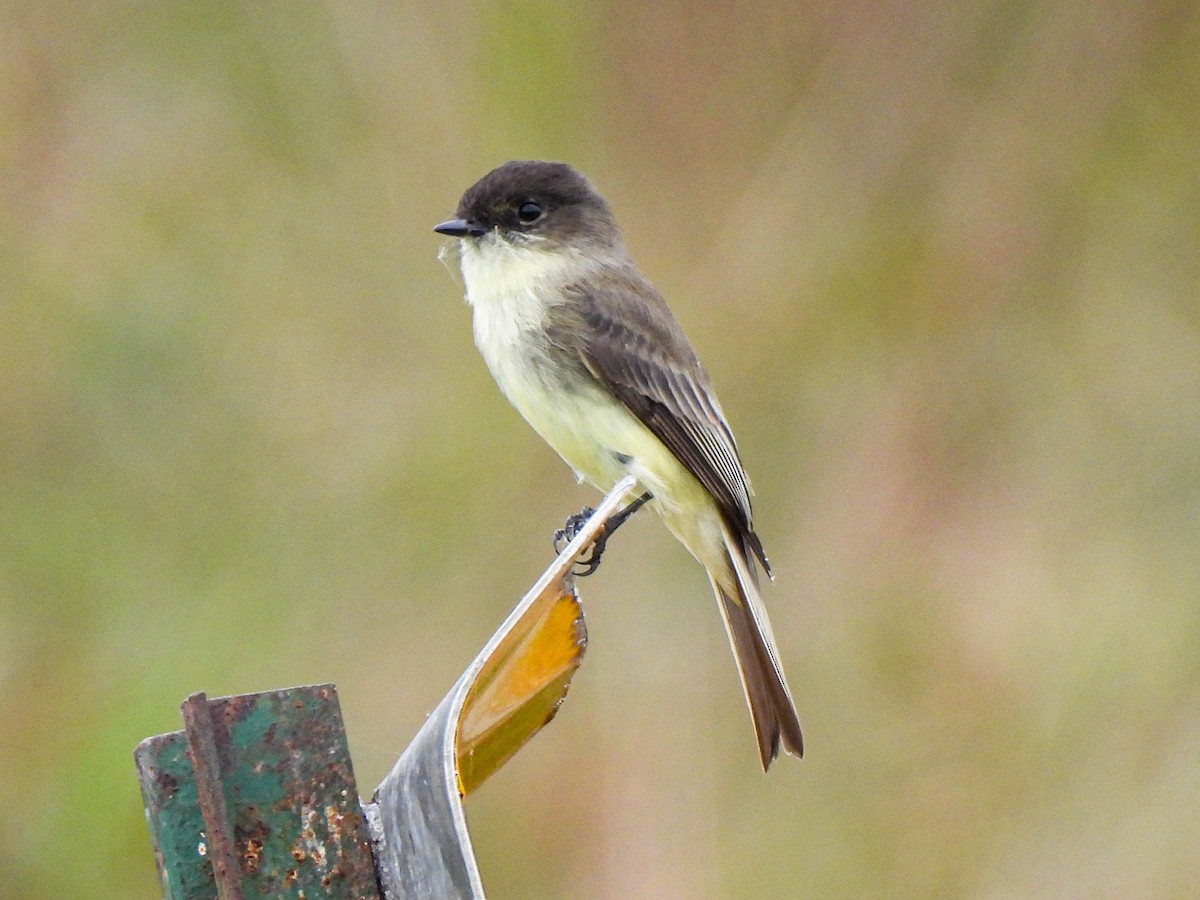 Eastern Phoebe - ML644149380