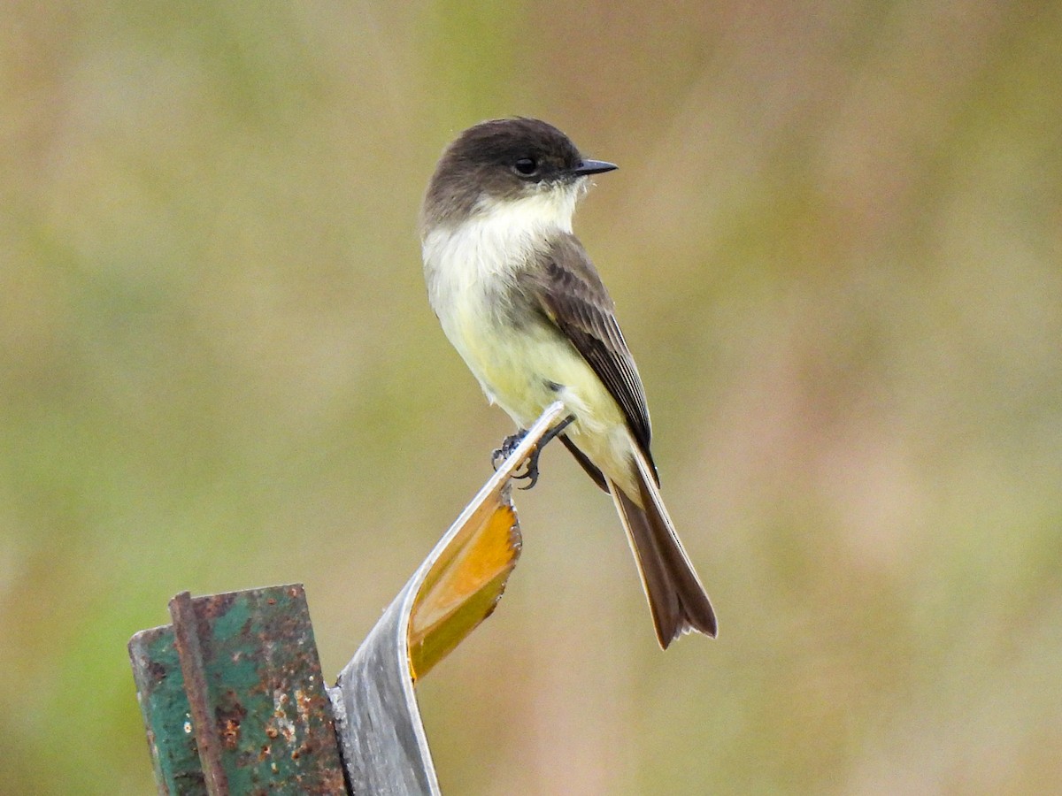 Eastern Phoebe - ML644149381