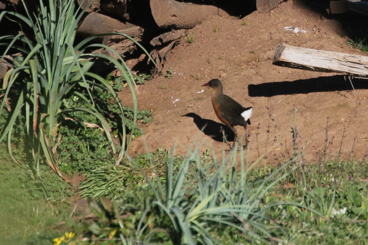 Rouget's Rail - ML644149389