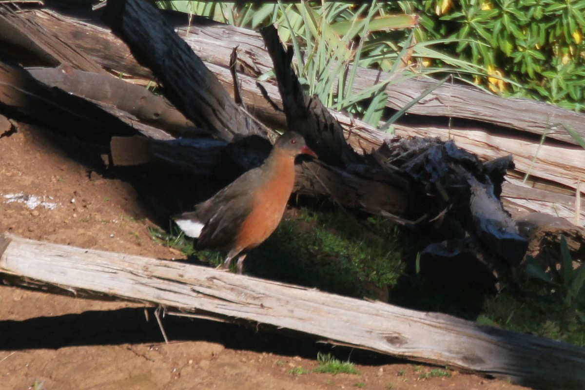 Rouget's Rail - ML644149390