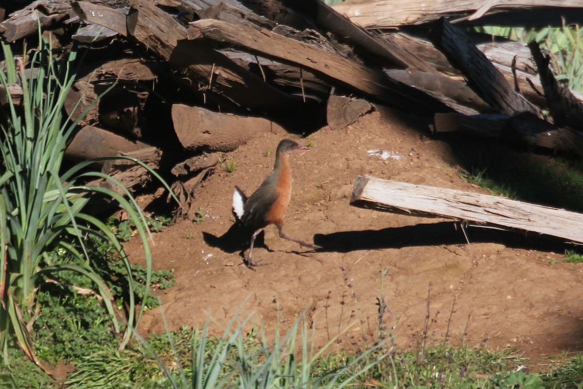 Rouget's Rail - ML644149391