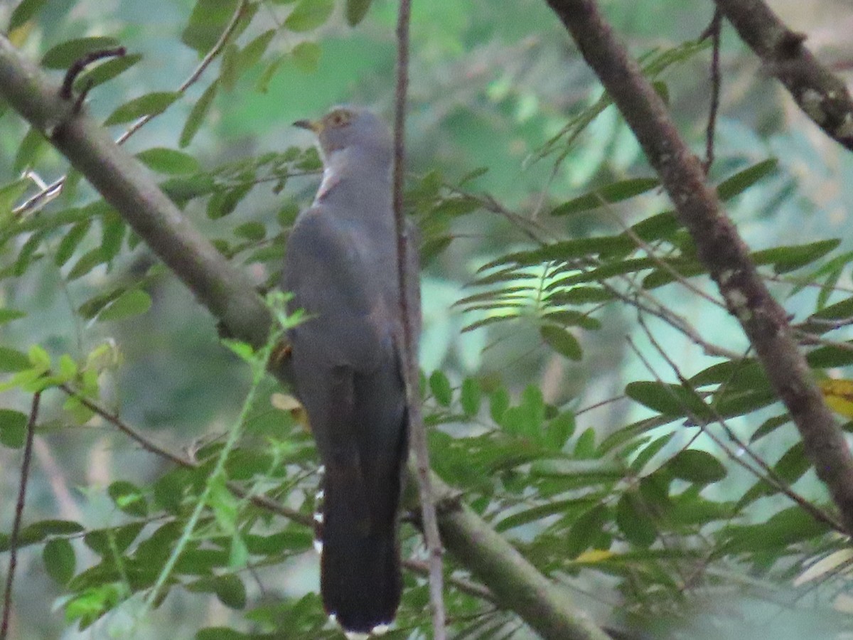 Common Cuckoo - ML644149434