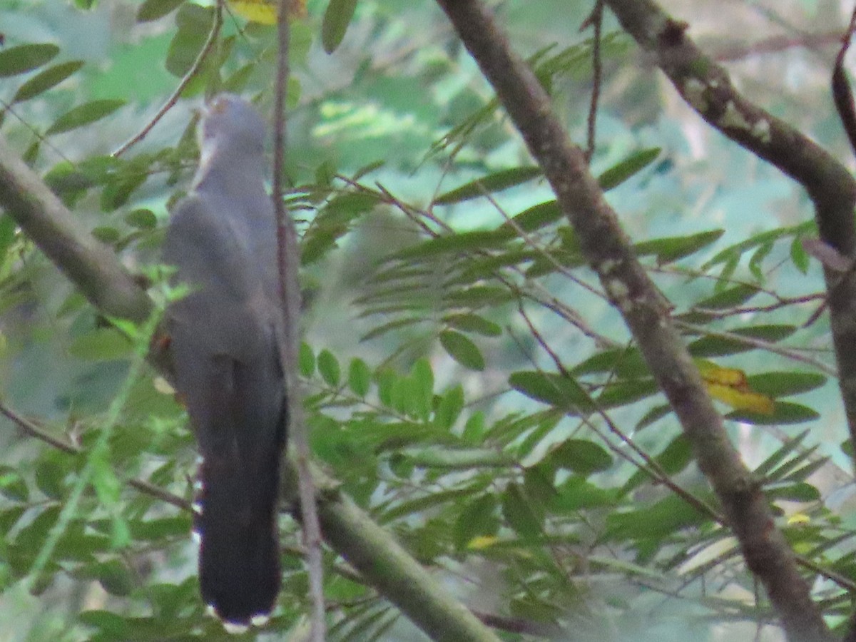 Common Cuckoo - ML644149435