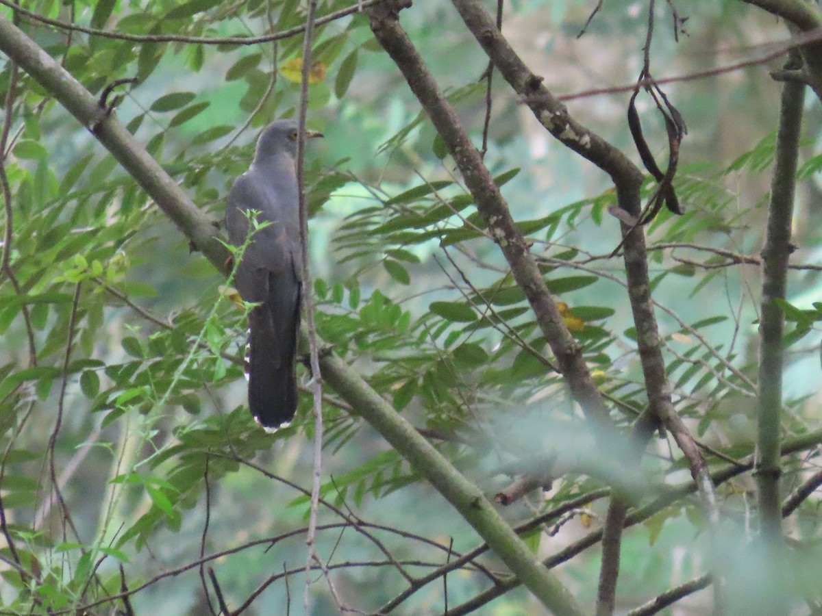 Common Cuckoo - ML644149436