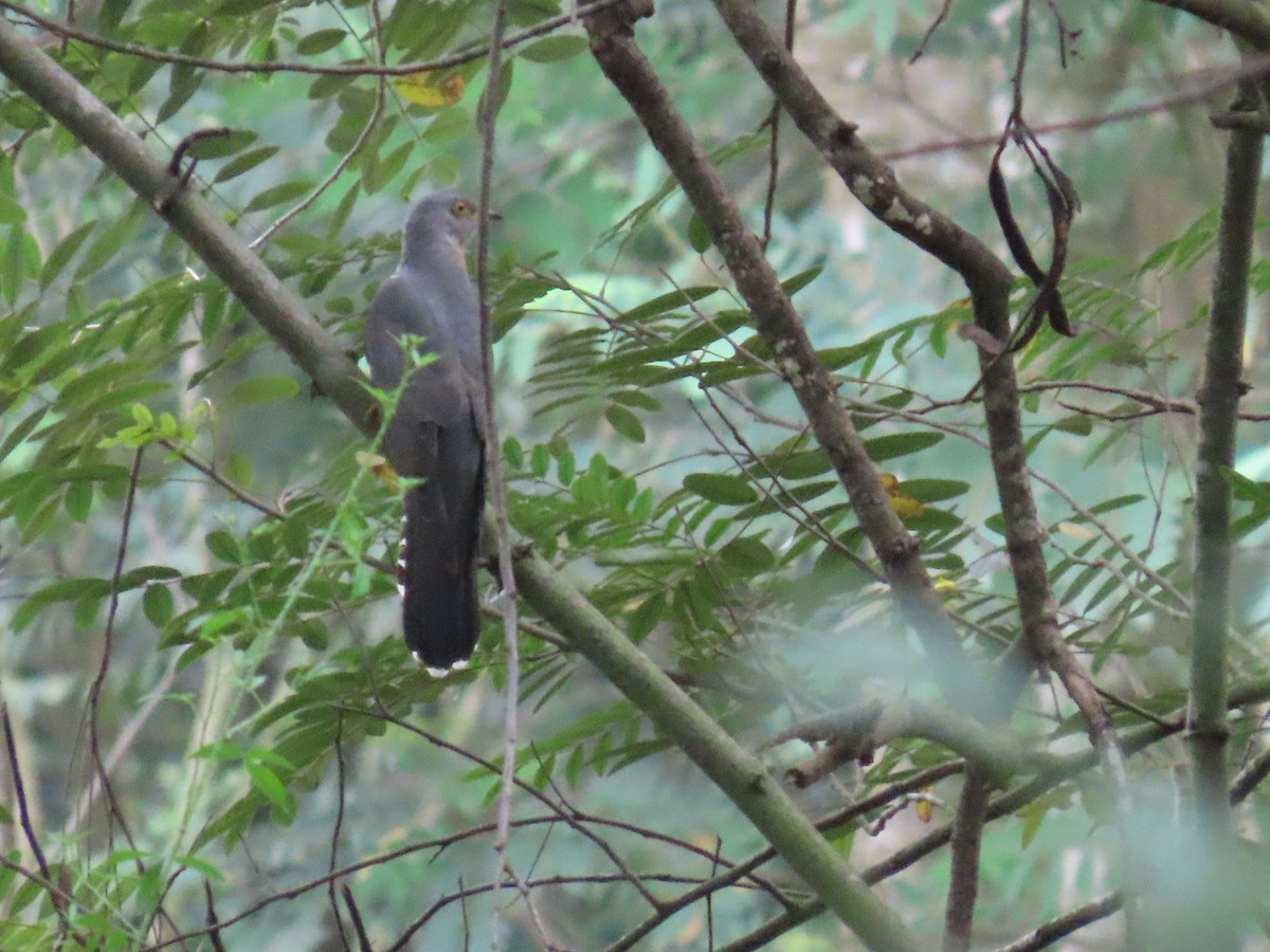 Common Cuckoo - ML644149437