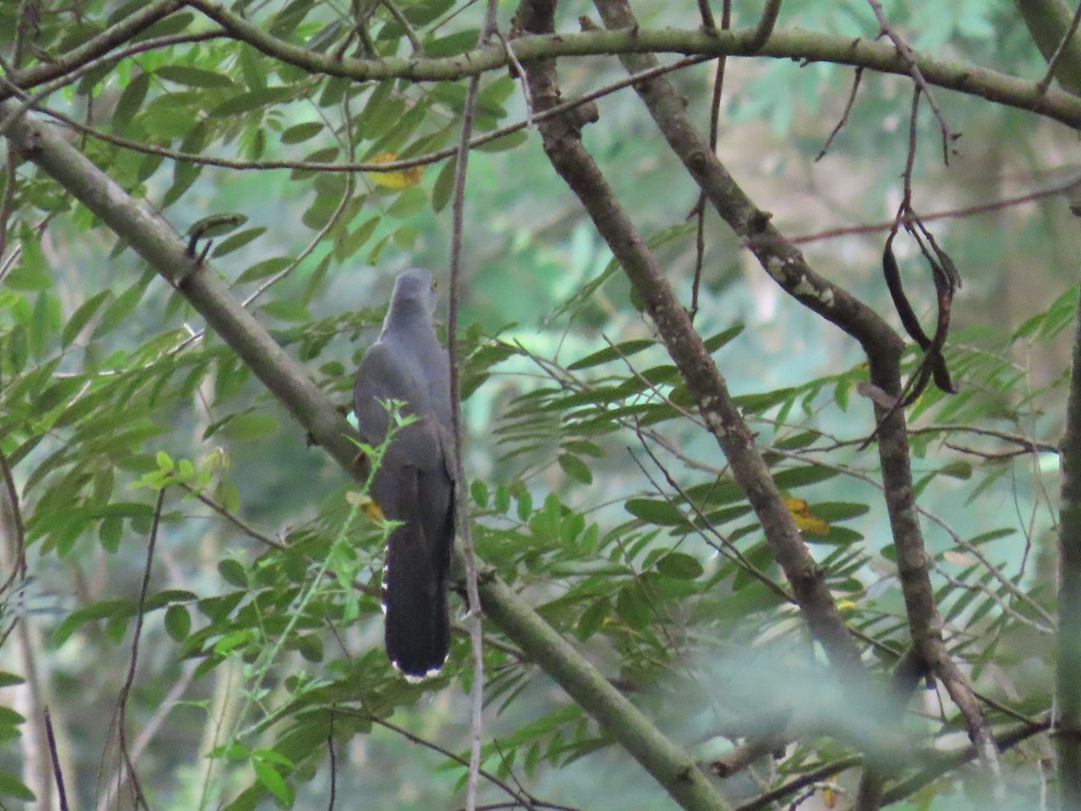 Common Cuckoo - ML644149438