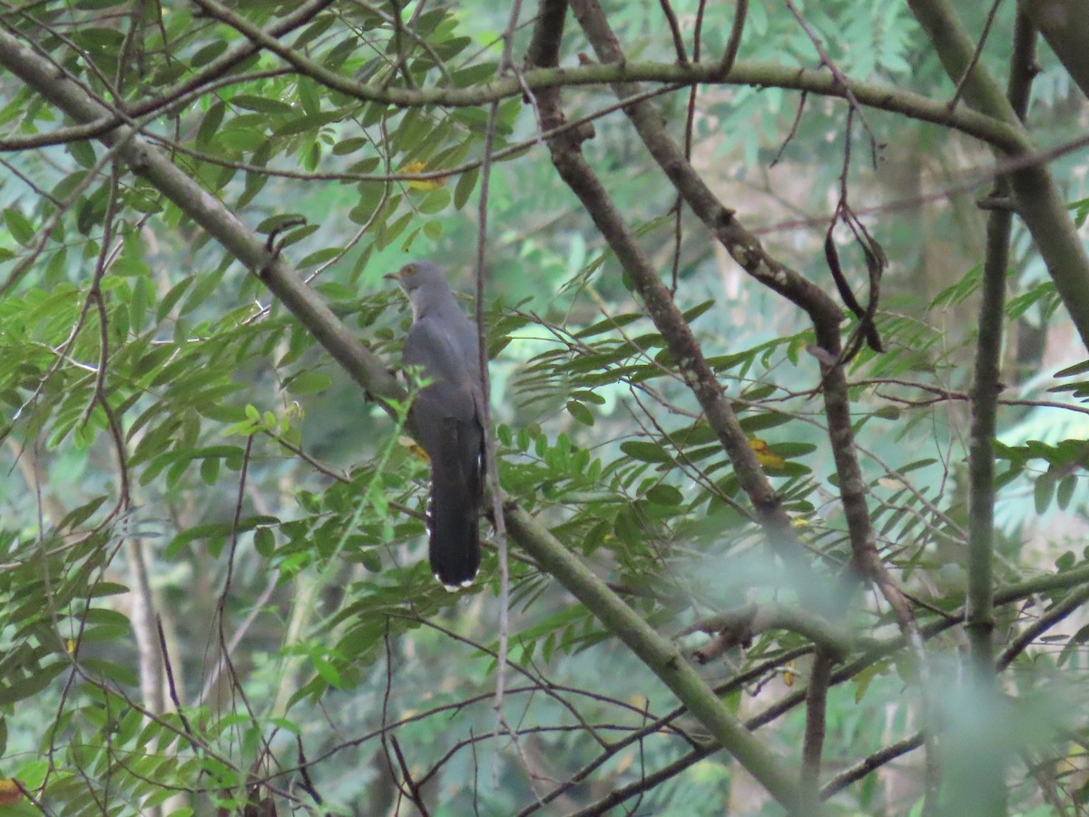 Common Cuckoo - ML644149439