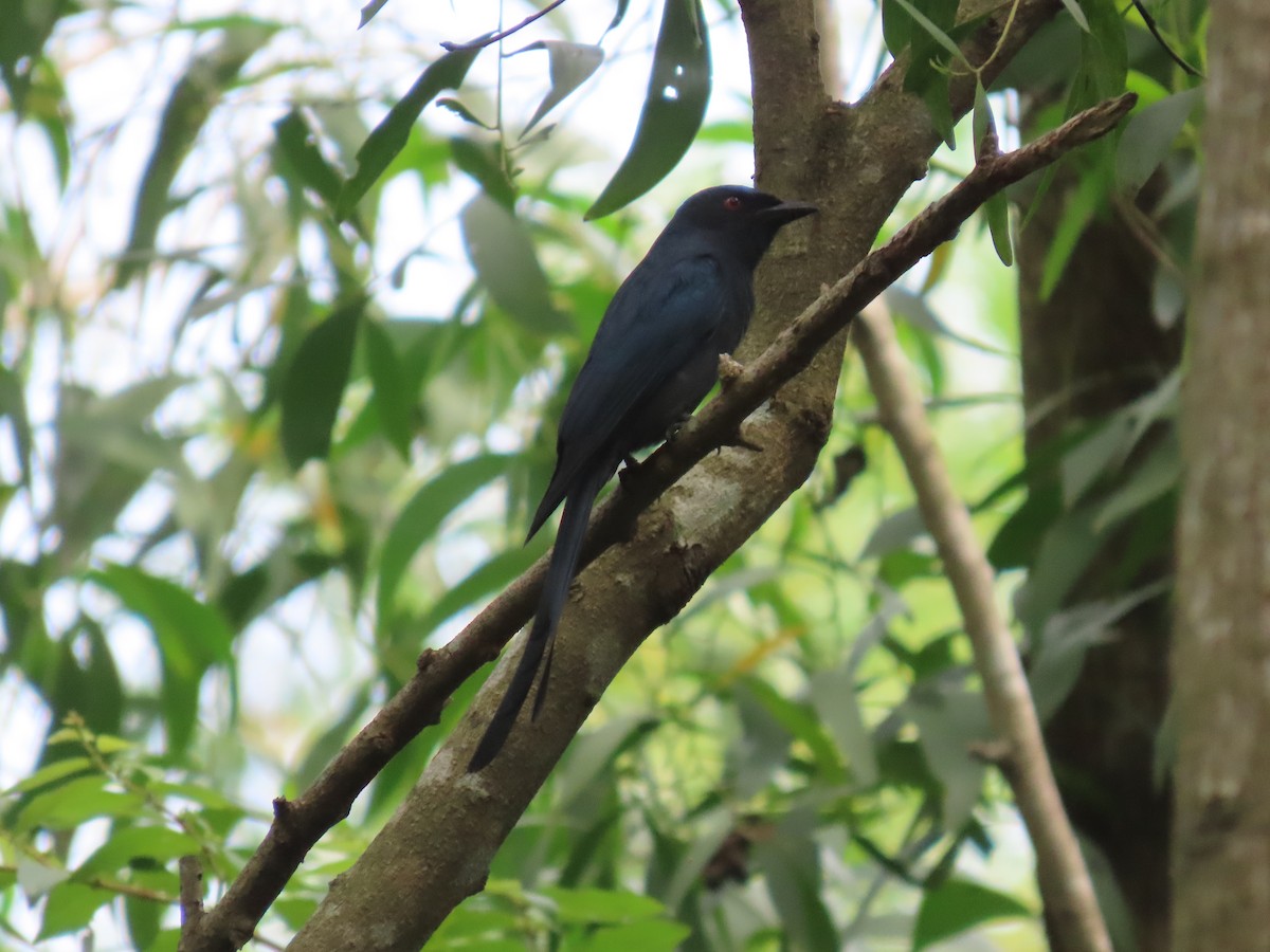 Ashy Drongo - ML644149472