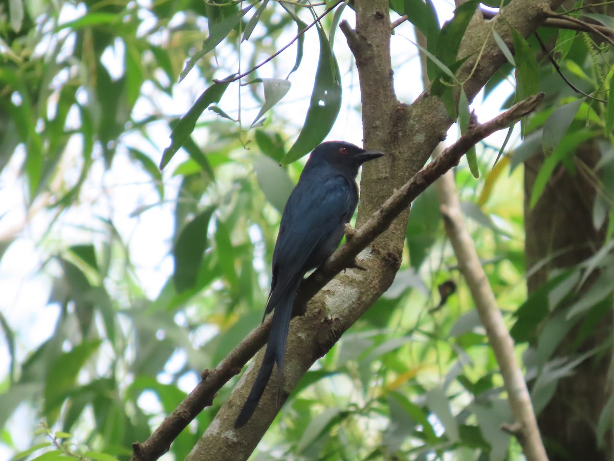 Ashy Drongo - ML644149473