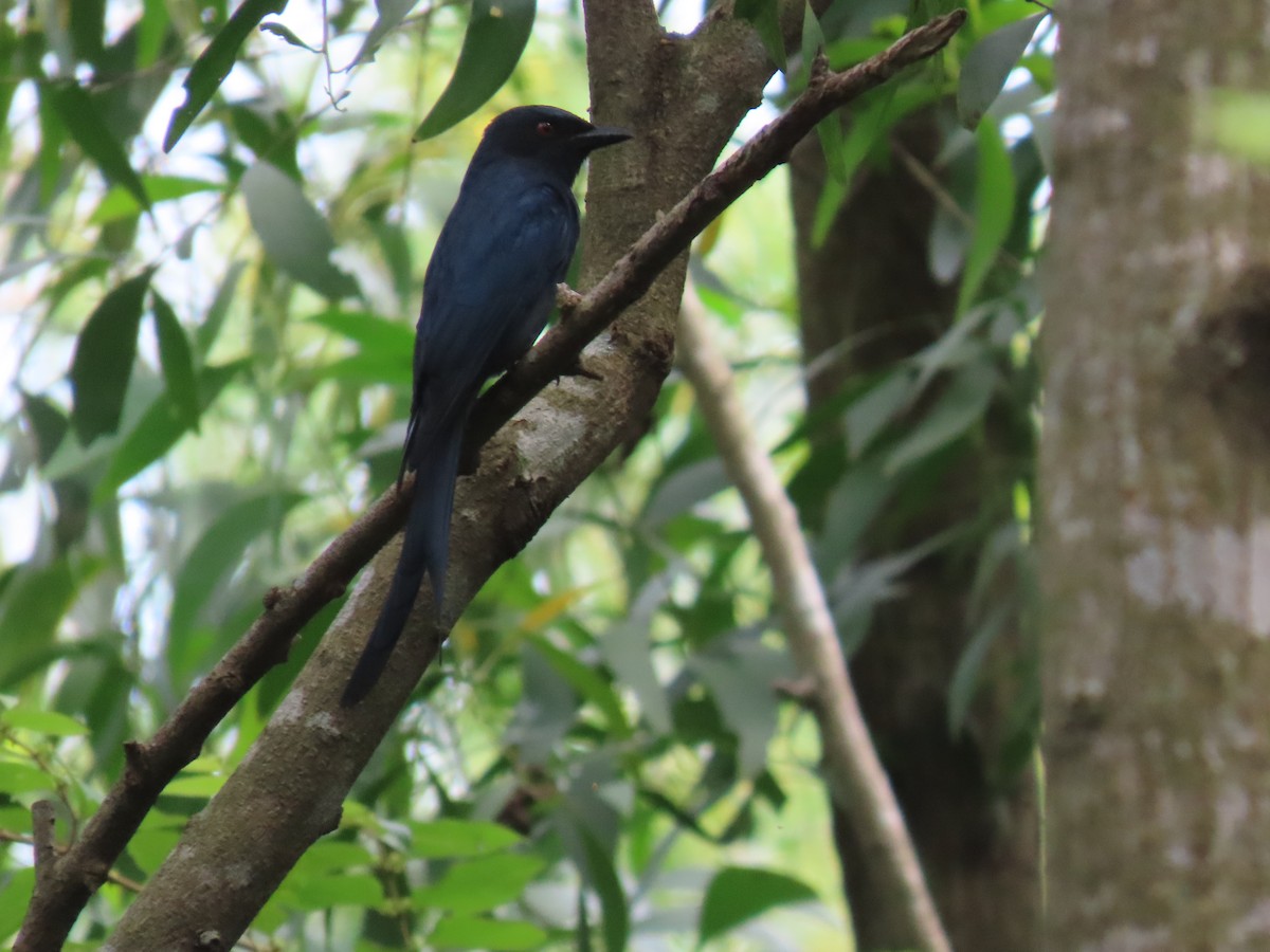 Ashy Drongo - ML644149474