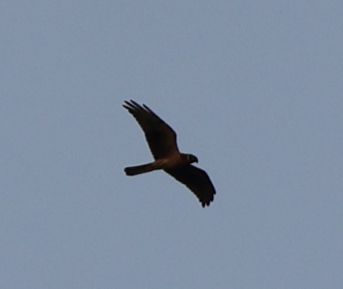 Pallid Harrier - ML644149480