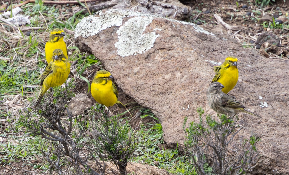 Sarı İskete - ML644149481