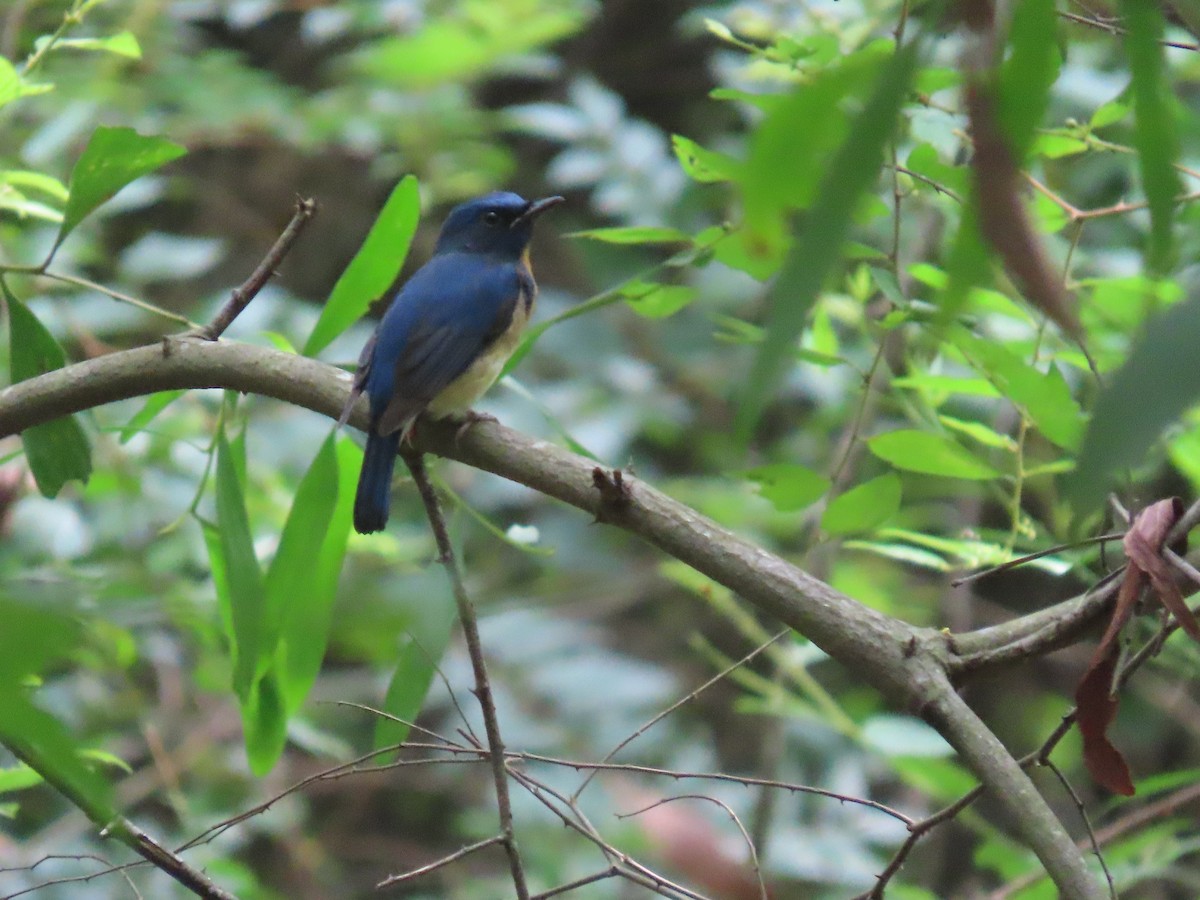 Blue-throated Flycatcher - ML644149492