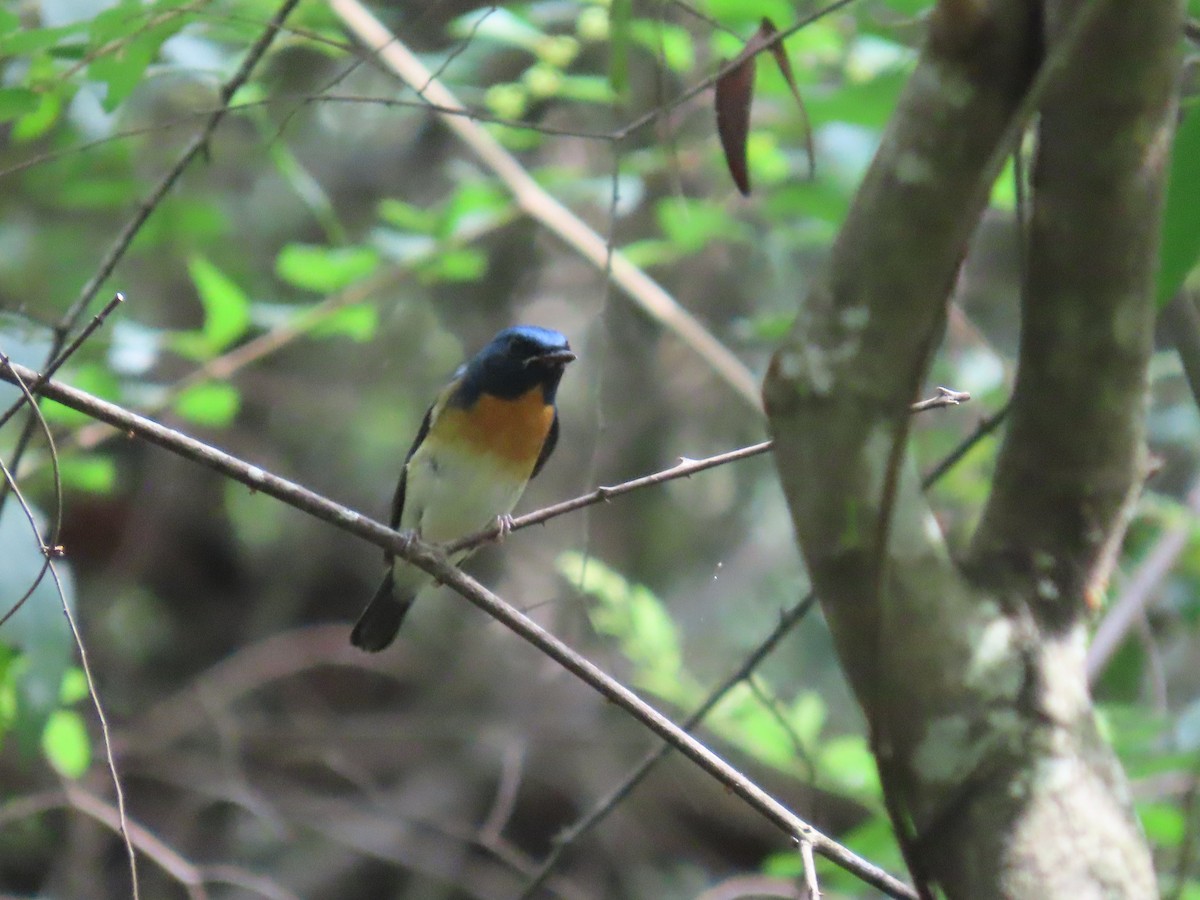 Blue-throated Flycatcher - ML644149493