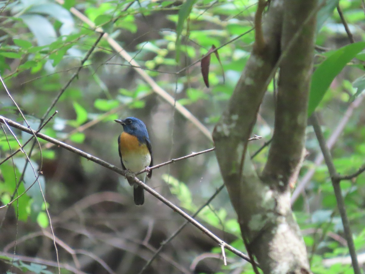 Blue-throated Flycatcher - ML644149494
