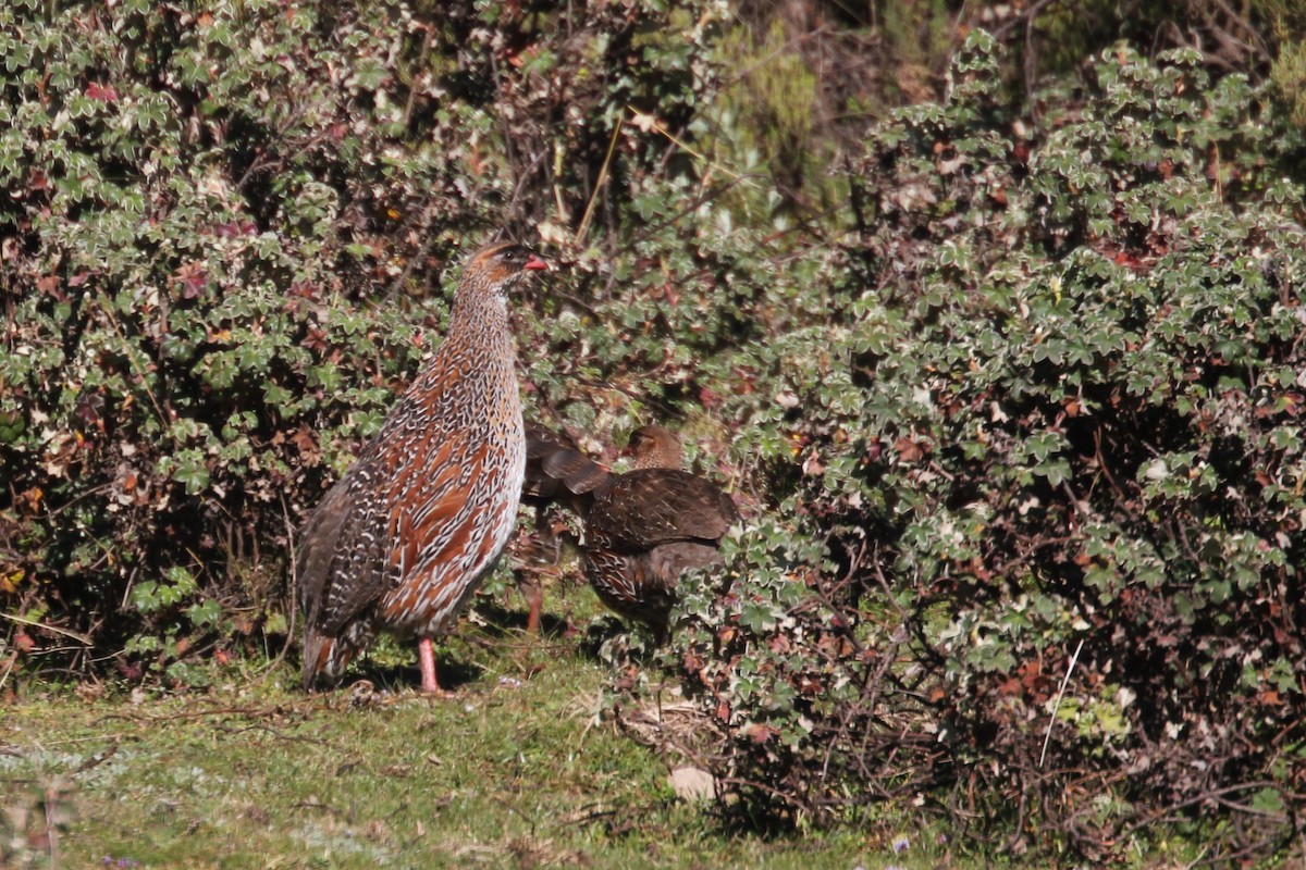 Chestnut-naped Spurfowl (Northern) - ML644149508