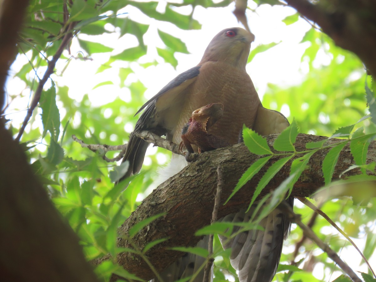 Shikra - ML644149521