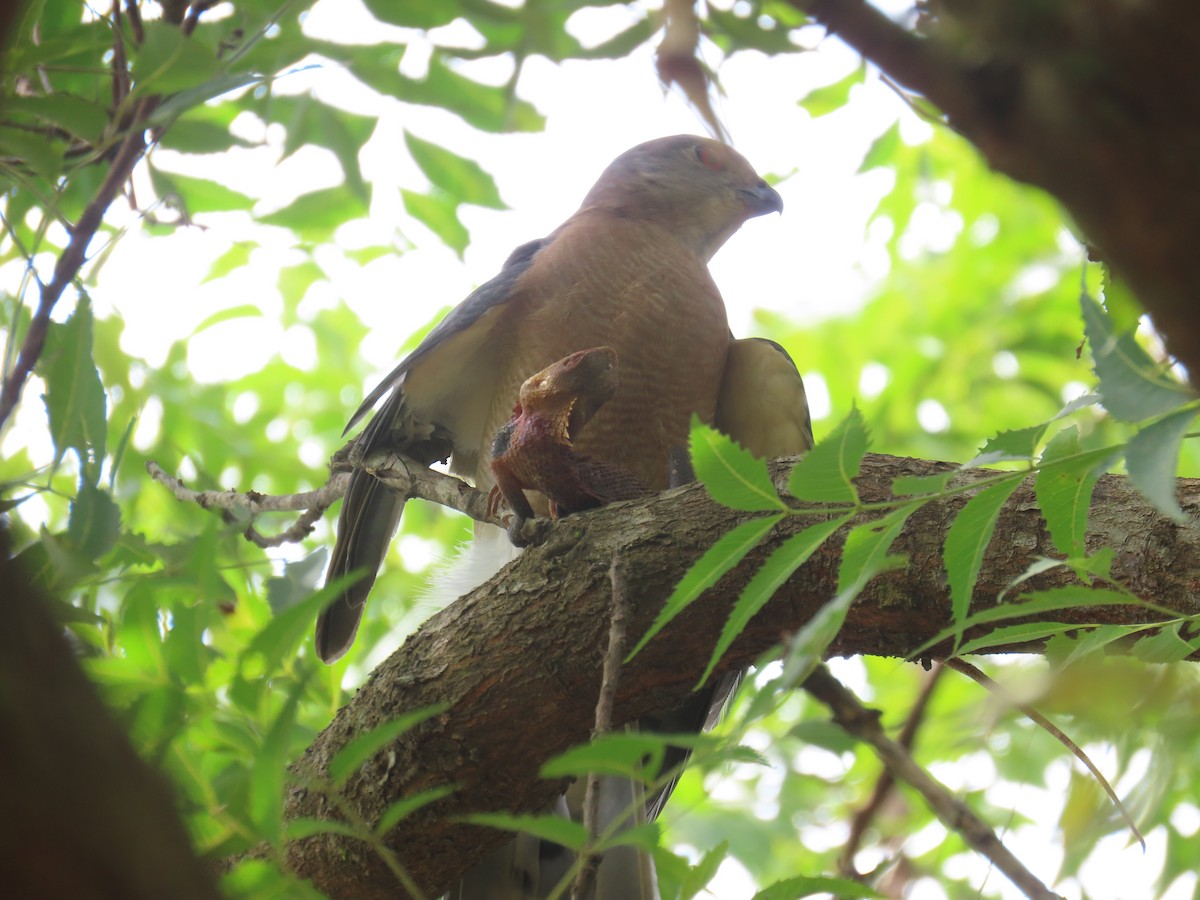 Shikra - ML644149522