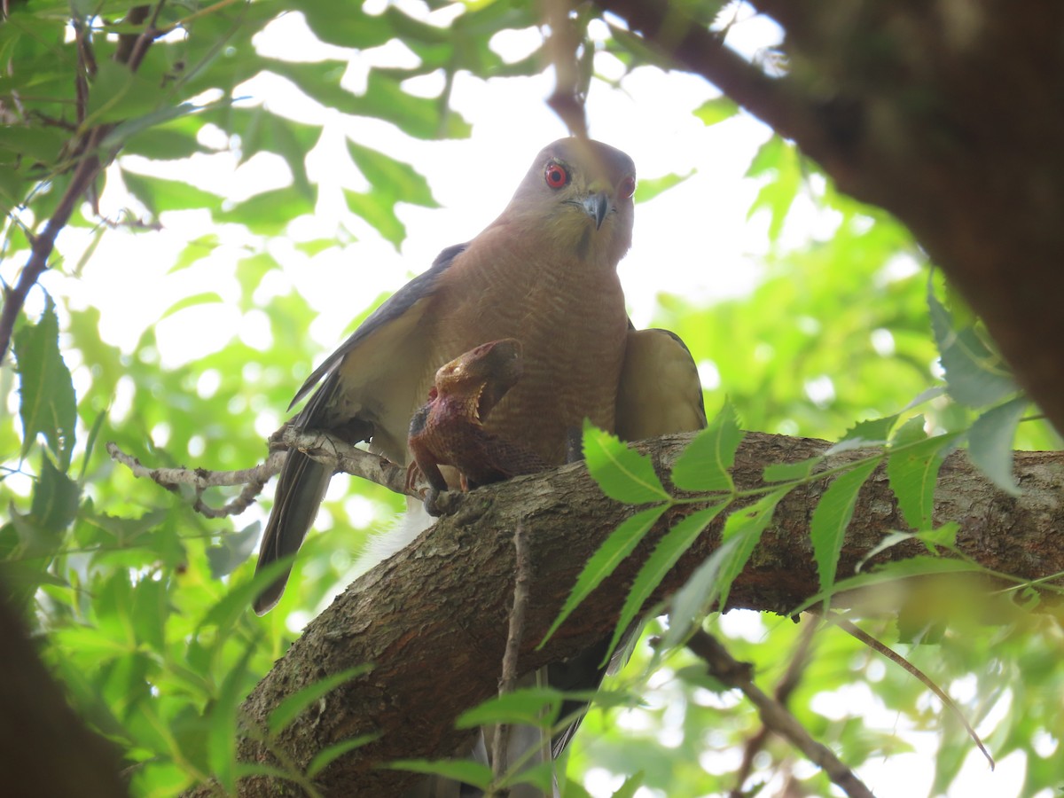 Shikra - ML644149523