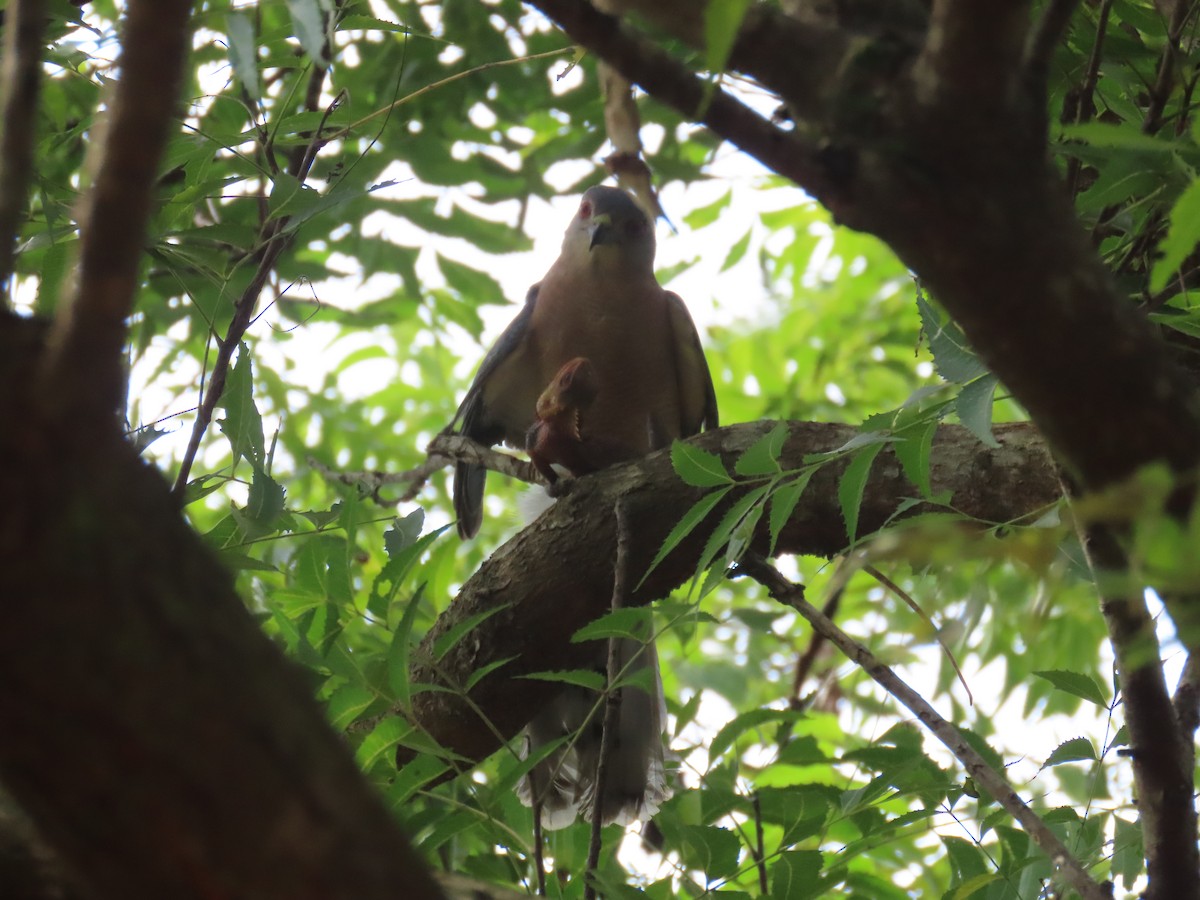 Shikra - ML644149524