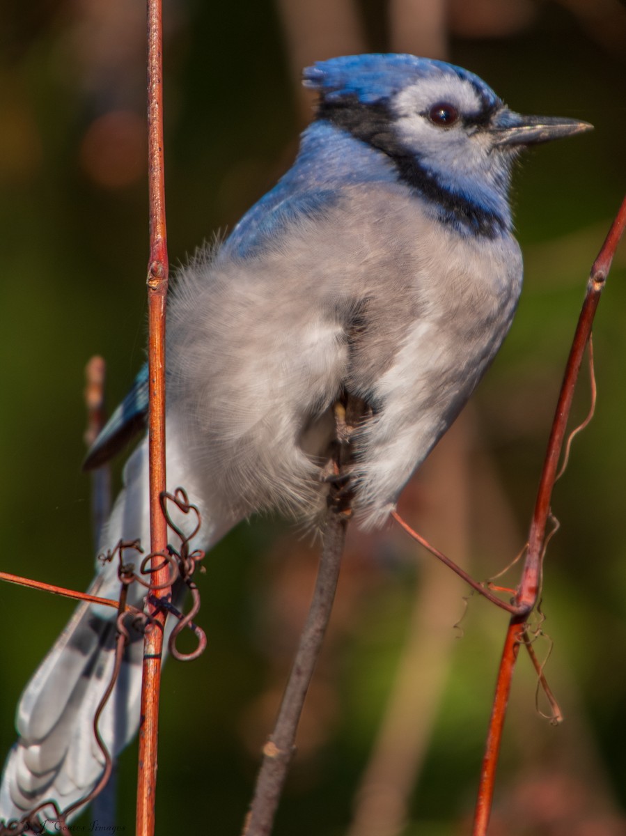 Blue Jay - ML644149532
